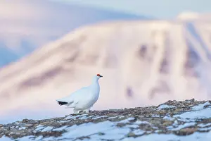 Ptarmigan: Ptarmigan male Winter