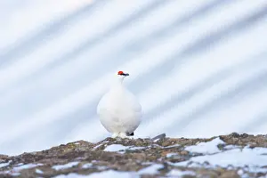 Ptarmigan: Ptarmigan male Winter