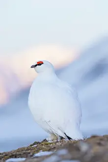 Ptarmigan: Ptarmigan male Winter