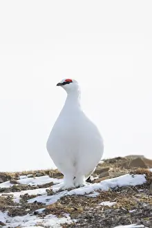 Ptarmigan: Ptarmigan male Winter
