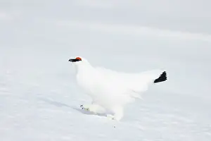 Ptarmigan: Ptarmigan male Winter
