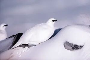 Eric Dragesco: PTARMIGAN - male, with winter plumage