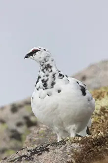 Muta: Ptarmigan - male in winter plumage - Cairngorms