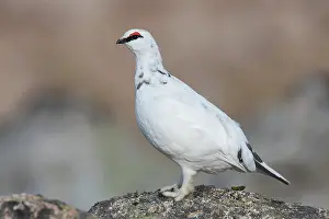 Muta: Ptarmigan - male in winter plumage - Cairngorms