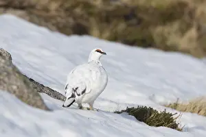 Cairngorms: Ptarmigan - male in winter plumage - Cairngorms