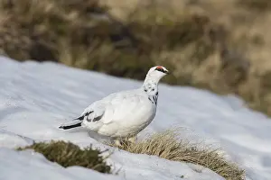 Lagopus: Ptarmigan - male in winter plumage - Cairngorms