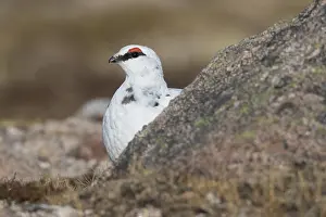 Lagopus: Ptarmigan - male in winter plumage - Cairngorms