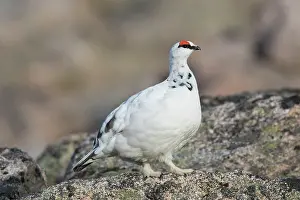 Lagopus: Ptarmigan - male in winter plumage - Cairngorms