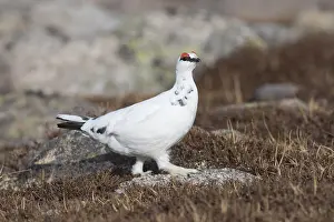Lagopus: Ptarmigan - male in winter plumage - Cairngorms