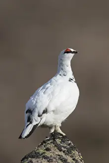 Lagopus: Ptarmigan - male in winter plumage - Cairngorms