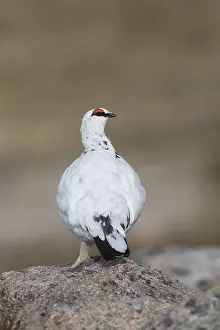Lagopus: Ptarmigan - male in winter plumage - Cairngorms