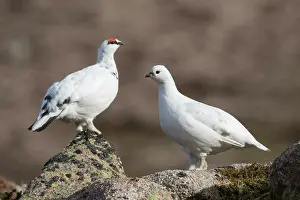 Lagopus: Ptarmigan - pair in winter plumage - Cairngorms