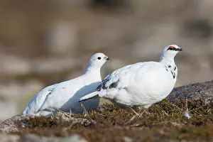 Lagopus: Ptarmigan - pair in winter plumage - Cairngorms