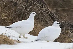 Muta: Ptarmigan - pair in winter plumage - Iceland