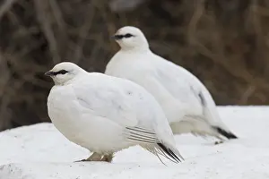 200617: Ptarmigan - pair in winter plumage - Iceland