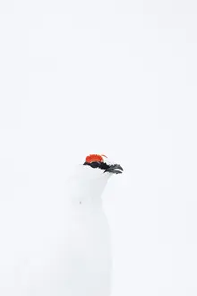 Ptarmigan: Ptarmigan Portrait