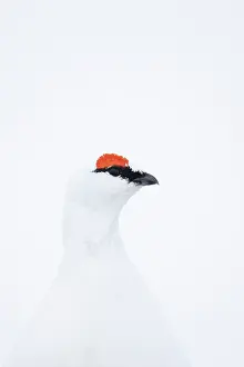 Ptarmigan: Ptarmigan Portrait