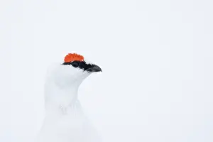 Ptarmigan: Ptarmigan Portrait