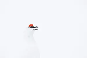 Ptarmigan: Ptarmigan Portrait