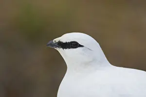 Muta: Ptarmigan - portrait - Iceland