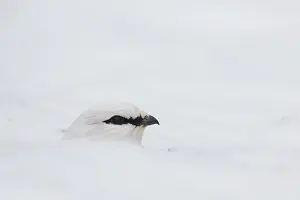 Muta: Ptarmigan - portrait - Iceland