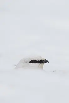 Muta: Ptarmigan - portrait - Iceland