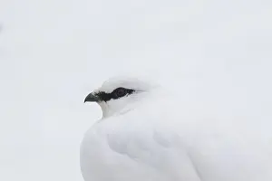 Muta: Ptarmigan - portrait - Iceland