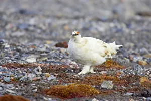 Scree: Ptarmigan - Searching for food on scree