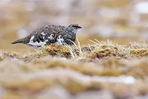 David Kilbey: Ptarmigan - Single adult male in summer plumage