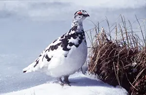 Gamebird: PTARMIGAN - in snow