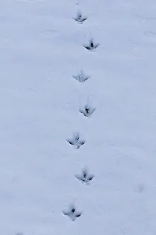 Muta: Ptarmigan - tracks in snow - Cairngorms, Scotland