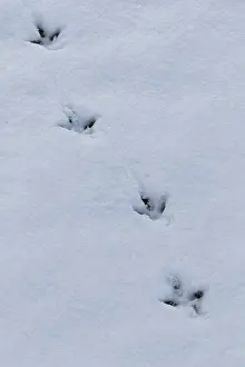 Tracks: Ptarmigan - tracks in snow - Cairngorms, Scotland