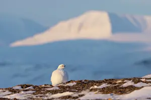 Ptarmigan: Ptarmigan winter