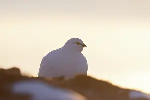 Ptarmigan: Ptarmigan winter