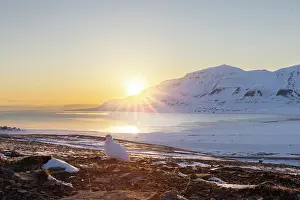 Midnight: Ptarmigan winter