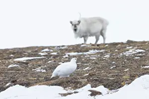 Reindeer: Ptarmigan winter