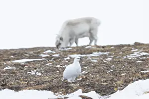 Reindeer: Ptarmigan winter