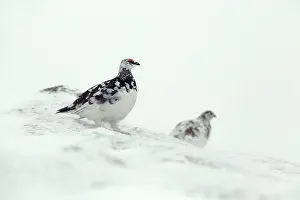 Mutus: Ptarmigan in winter snow