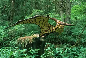 Pterosaur: Pteranodon