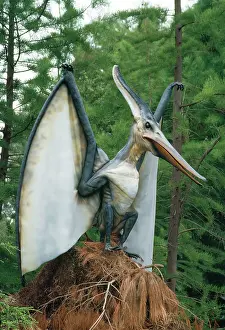 Pteranodon Dinosaur Reconstruction - flying reptile
