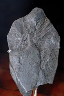 Paleozoology: Pteridinium carolinensis