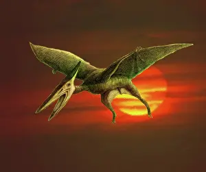Pterosaur: Pterodactyl