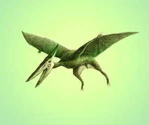 Pterosaur: Pterodactyl, Cretaceous Dinosaur