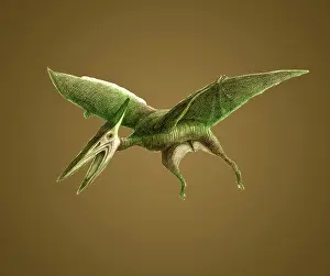 Pterosaur: Pterodactyl, Cretaceous Dinosaur