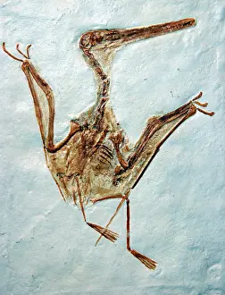 Pterodactyl: Pterodactyl - fossil