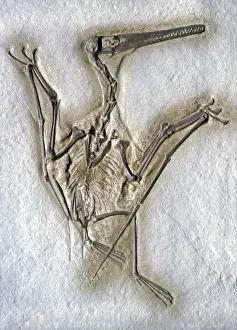 Pterosaur: Pterodactyl Fossil