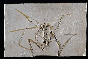 Pterosaur: Pterodactyl Fossil
