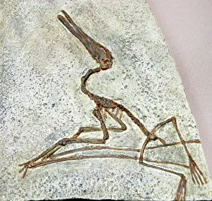 Pterodactyl: Pterodactyl: fossil flying reptile