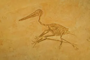Kochi: Pterodactyl Fossil - Jurassic