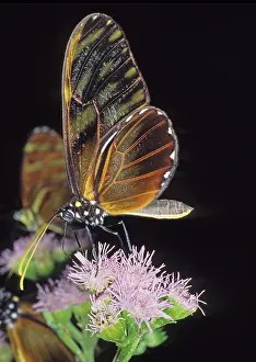 Nectaring: Pteronymia fulvescens butterfly